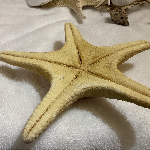 Star fish, authentic, vintage very nice - Picture 2 of 3